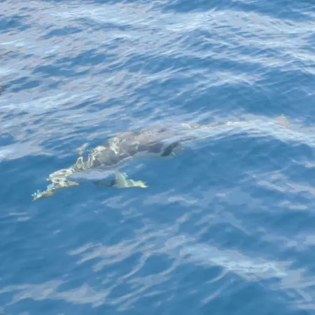 Apartament Paradise Court *