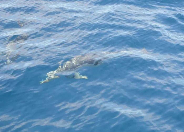 Apartment Paradise Court *